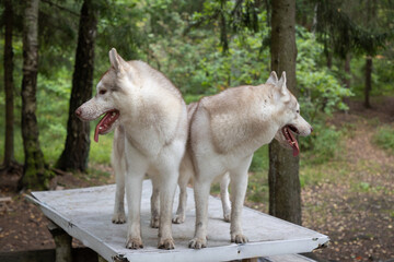 Two Dirty and Mischievous Siberian Huskies on a Rustic Picnic Table in the Summer Woods