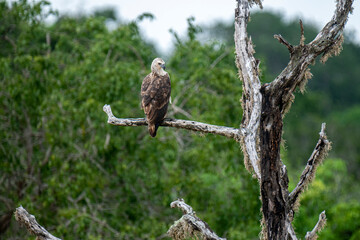 A majestic Grey-headed Fish Eagle perches on a weathered branch amidst lush green foliage. This striking raptor surveying its natural habitat, showcasing a moment of wild tranquility in the Sri Lanka.
