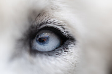 Siberian Husky blue eye close-up