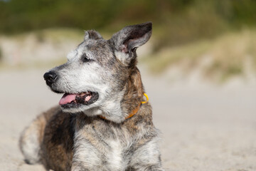 Elderly mixed-breed dog rest on the beach on the background of the husky