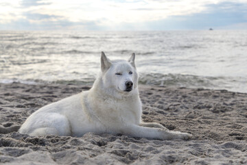 Husky relaxing on a seaside beach