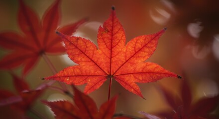 Red Maple Leaf Closeup Autumn Fall Foliage