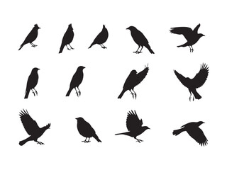Collection of diverse bird silhouettes in various poses showing flight and perched positions silhouette