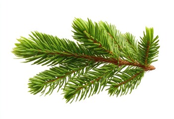 A close-up of a vibrant green fir branch