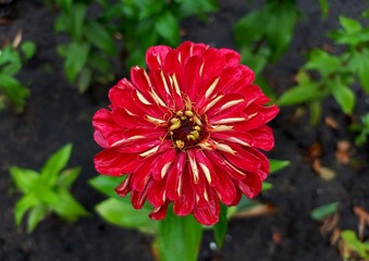 Red zinnia flower with wet petals after rain