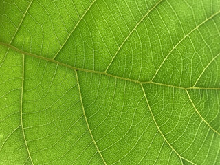 Macro Shot of Vibrant Green Leaf Veins and Natural Texture