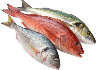fresh fish on white background