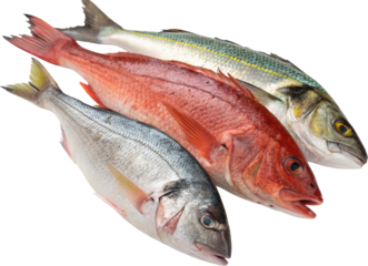 fresh fish on white background