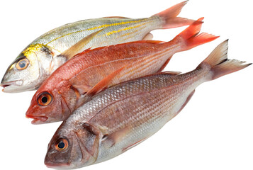 fresh fish on white background