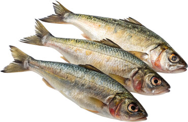 fresh fish on white background