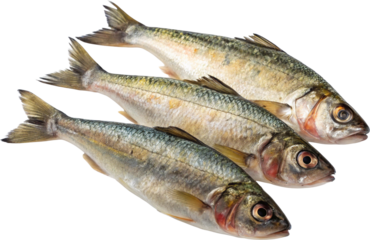 fresh fish on white background