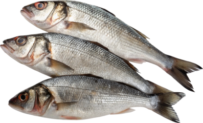 fresh fish on white background
