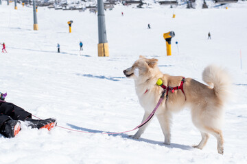 Leashed Dog on Ski Slope at Winter Resort (Snowy Mountain Day)