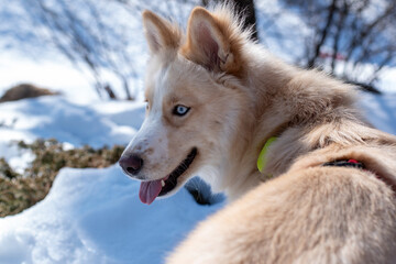 Blue-Eyed Dog Looking Back in Snow (Winter Close-Up Portrait)