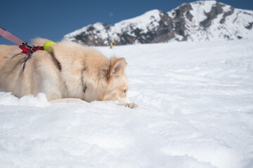 Dog Lying in Snow with Nose Buried, Mountain Background (Winter Close-Up)