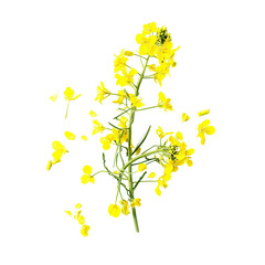 Bright yellow flower cluster on stem (2)