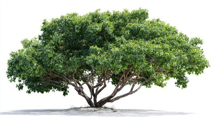 Lush green tree against a white background.  A full, healthy tree with broad, spreading branches and abundant foliage.  Light-brown trunk and branches.  Isolated on white