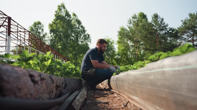 Side view farmer squatting between raised beds works soil around green seedlings, pauses to touch back hair with gloved hand, then resumes careful tending under warm sun