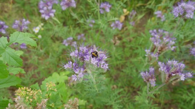 Bumblebee, honeybee and small fly gather nectar from blooming purple wildflowers surrounded by green grass in a summer field.ee honeybee and fly feeding on purple flowers in summer meadow