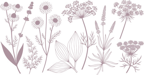 Elegant botanical illustration featuring a variety of hand drawn wildflowers and herbs in a vector format