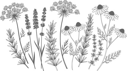 Elegant botanical illustration featuring a variety of hand drawn wildflowers and herbs in a vector format