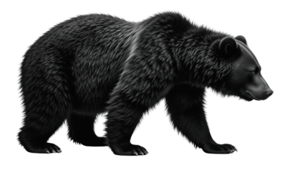 A silhouette of a large, cute brown bear or grizzly mammal with dark fur standing isolated on white, a dangerous predator of wildlife and nature in the forest