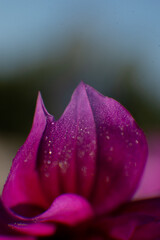 purple flower with water drops