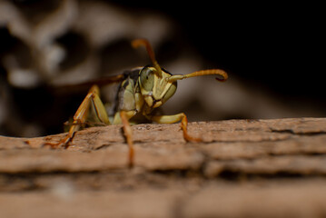 close up of a cricket