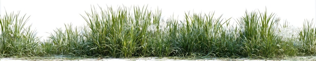 Fototapeta premium Lush green grass border against a white background