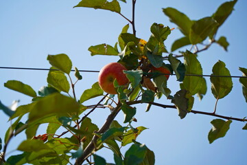 A large apple orchard. The harvest period.