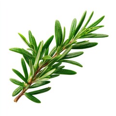 Fresh rosemary sprig, vibrant green leaves on white background