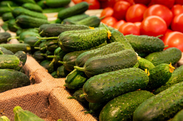 Close up of row of fresh juice green cucumbers from local farmers on the counter of a greengrocer. Local organic vegetables in the store. Sustainable agriculture.