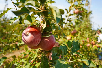 A large apple orchard. The harvest period.