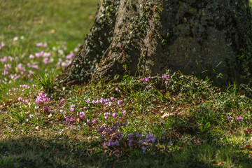 Cyclamens dans le parc du château de Bouligneux, Ain, France