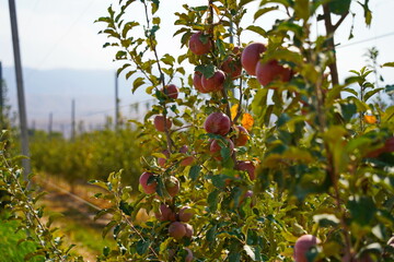 A large apple orchard. The harvest period.