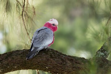 Galah perched, Eolophus roseicapilla, on a tree branch in a forest