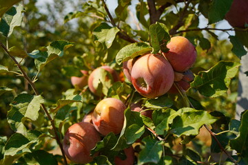 A large apple orchard. The harvest period.