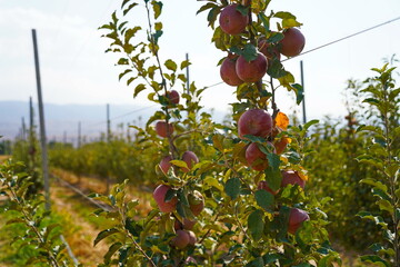 A large apple orchard. The harvest period.