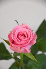 ピンクのばら
