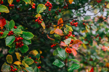 Close up of red berries on the tree.