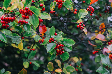 Close up of red berries on the tree.