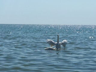 Elegant swans on a tranquil ocean surface, surrounded by sparkling reflections of sunlight on the gentle waves.