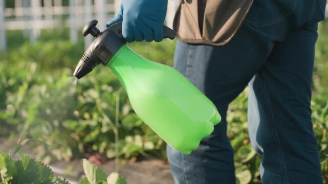 close up gardener spraying and fumigating strawberry plants with green pump sprayer wearing gloves while insect hovers nearby sunlight creating misty droplets and bokeh background