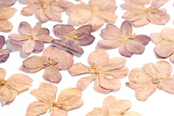 Many dry lilac flowers on white background, closeup
