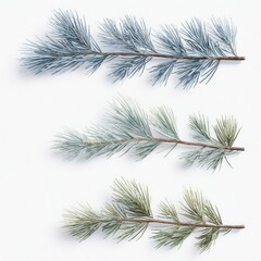 Three sprigs of pale blue and green pine boughs, arranged horizontally, against a white background