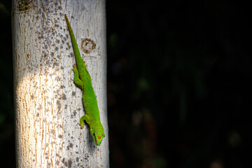 A vibrant, detailed close-up of a green day gecko (Phelsuma) clinging of a tree. The gecko's bright, neon-green skin and distinctive red markings stand out against the soft, natural background.