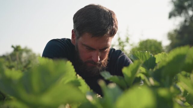 Close up of bearded worker squatting in strawberry patch tending plants, checking leaves and soil in sunlit garden bed, focusing on hand movement and foliage