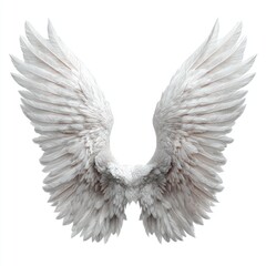 Fototapeta premium Pair of large, detailed white angel wings (1)