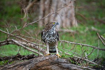 A regal Changeable Hawk-Eagle perches majestically on a tree branch, its striking crest and keen eyes observing the vibrant, green forest surroundings of Sri Lanka.