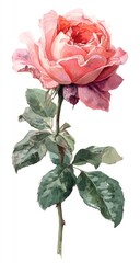 Delicate pink rose with lush green leaves